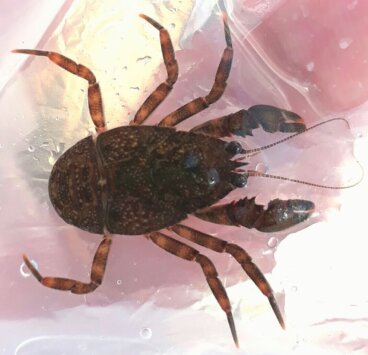 Pancora: hábitat, características y reproducción