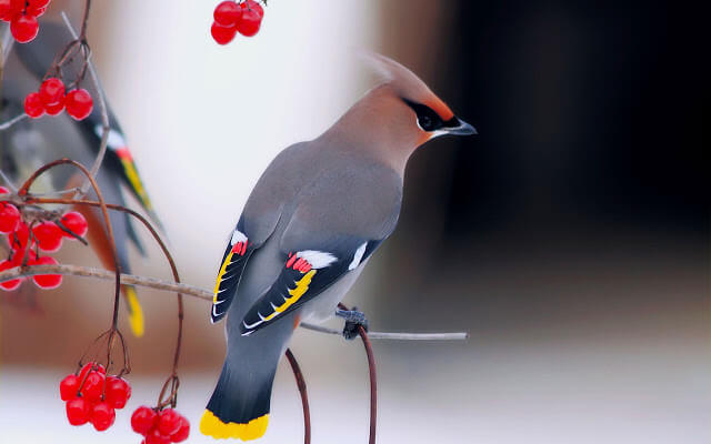 Bohemian waxwing.