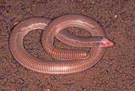 Amphisbène dans la terre.