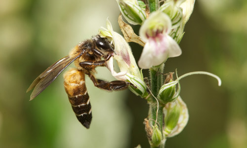 5 Kuriositäten über die Riesenhonigbiene