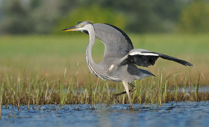 Garza gris en un humedal