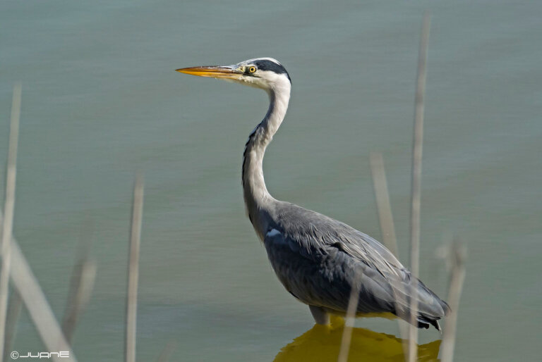 La garza gris: hábitat, características y curiosidades