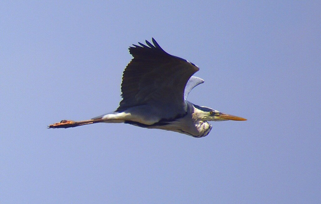 A grey heron flying.