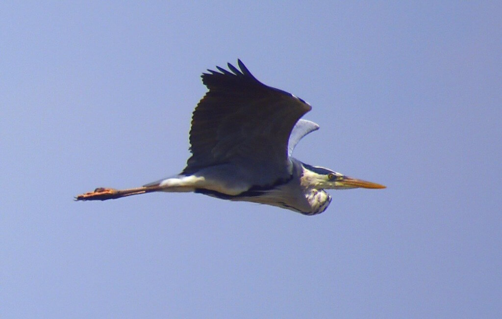 Garza gris al vuelo