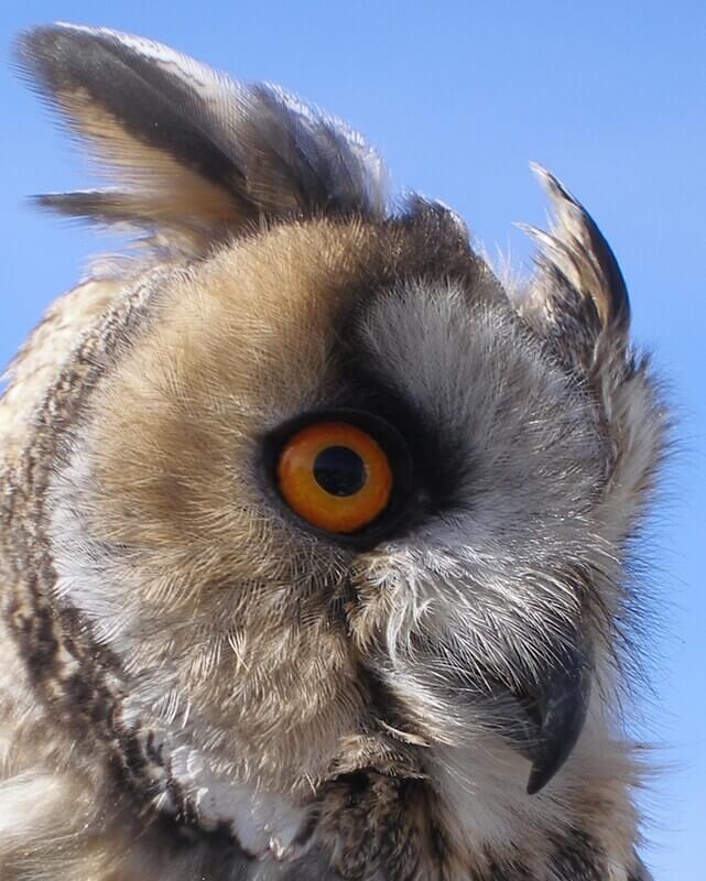 Ear tufts on the long-eared owl.
