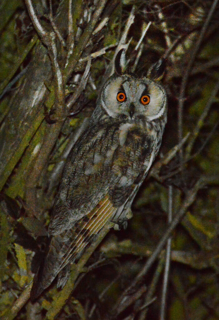 The long-eared owl.