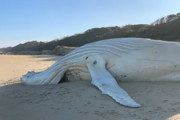 Ballena jorobada blanca varada en la costa
