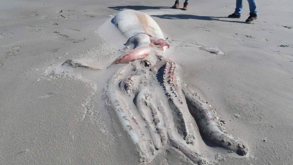 Cuerpo de un calamar gigante enterrado en la arena