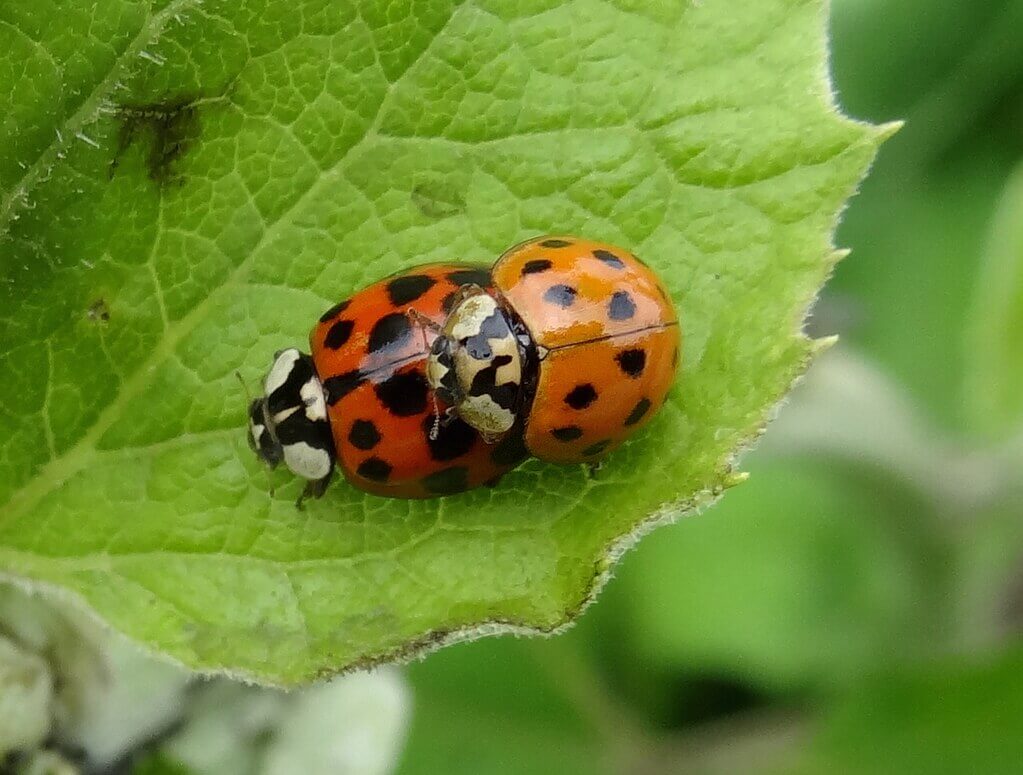 Asian lady beetles copulating.