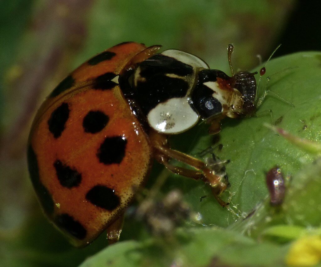 Asian ladybug.