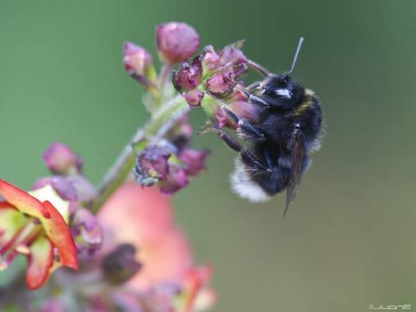 Un bourdon sur une fleur.