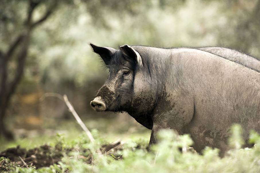 Un jabalí de 300 kilos, así era el antepasado del cerdo ibérico
