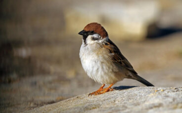 Todo sobre el gorrión molinero