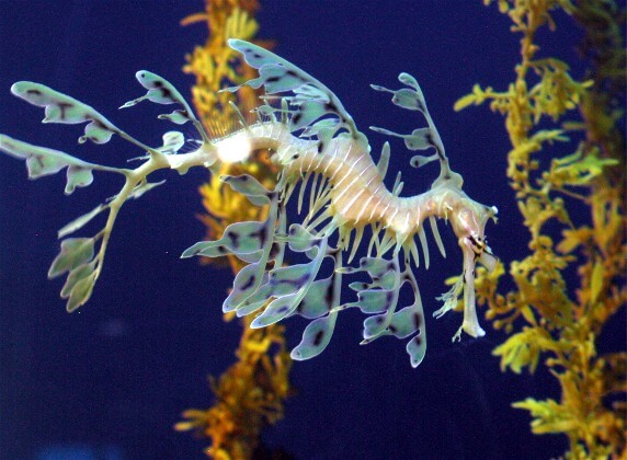 A leafy seadragon.