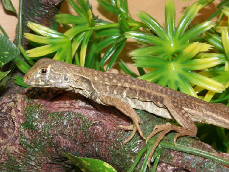 5 curiosidades sobre el lagarto Leiolepis ngovantrii
