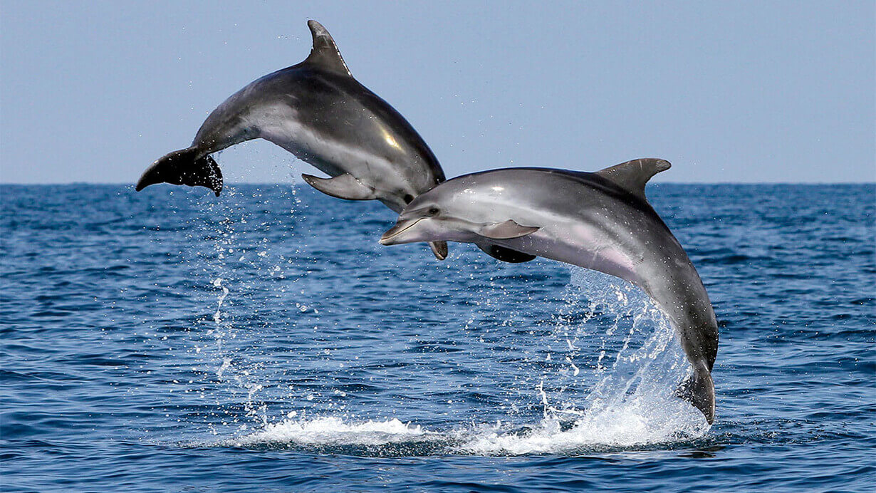Kaksi delfiiniä hyppää vedestä.