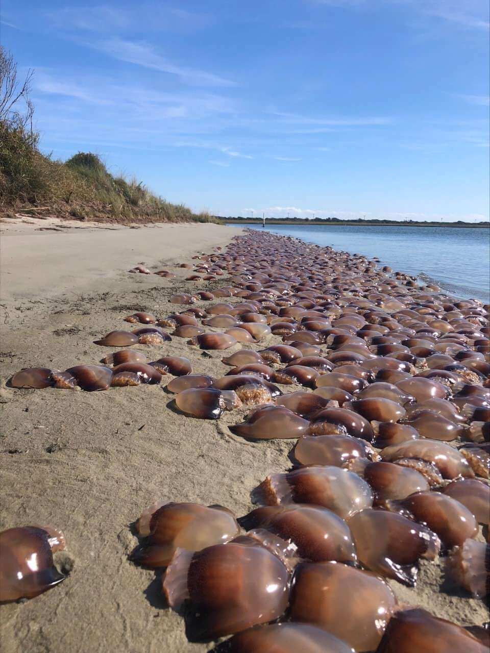 Jellyfish on a beach.