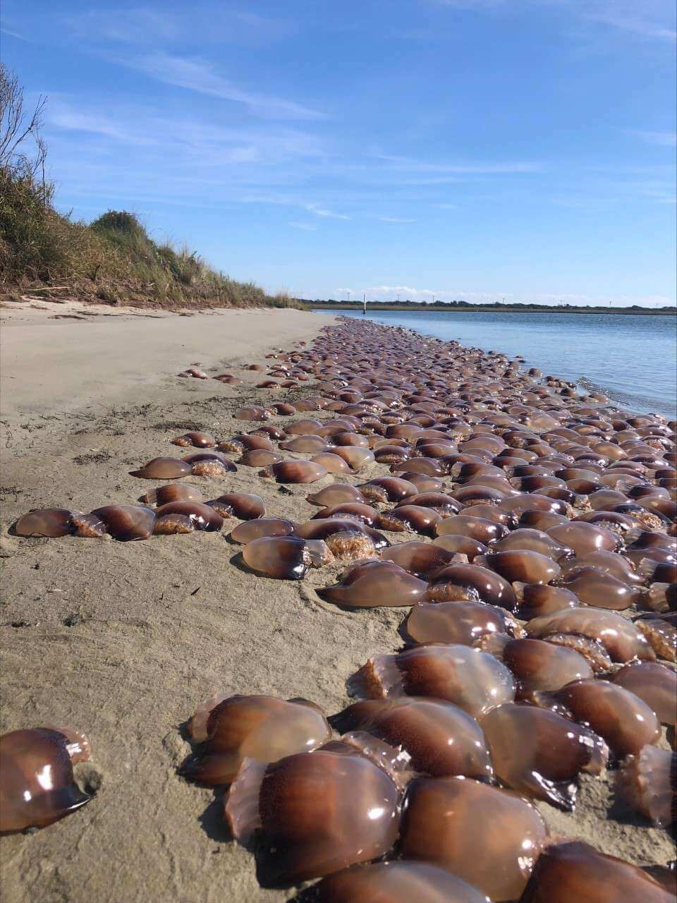 Medusas bola de canón varadas en la costa