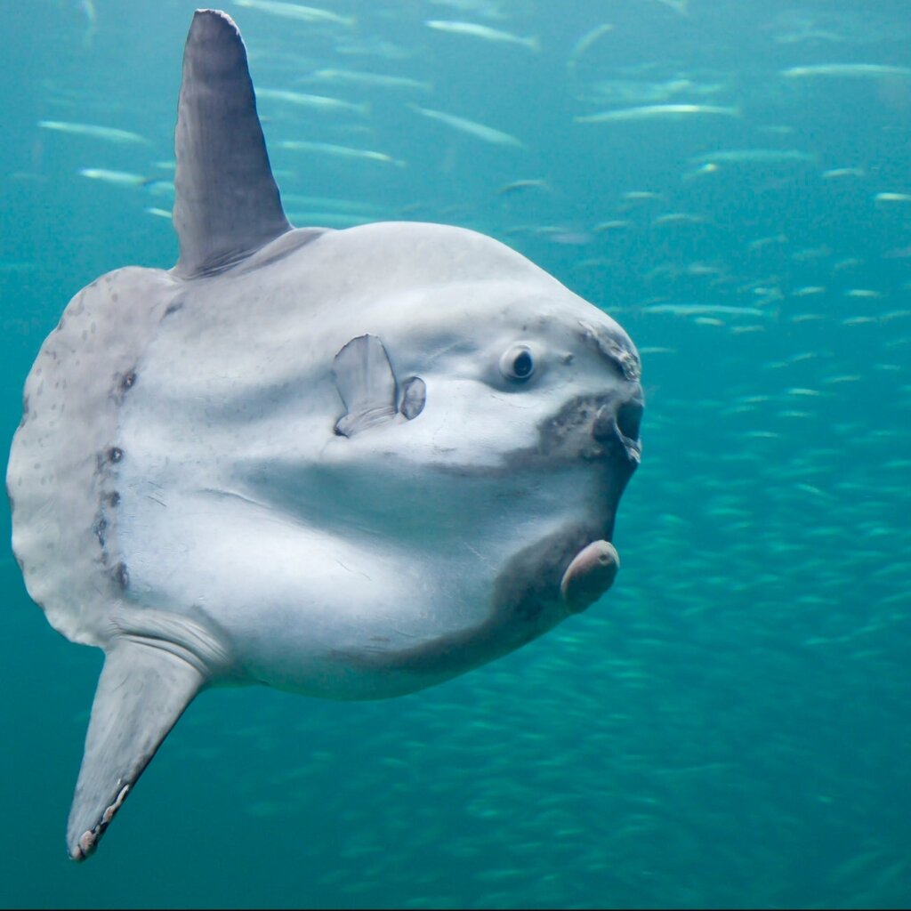 Giant sunfish.