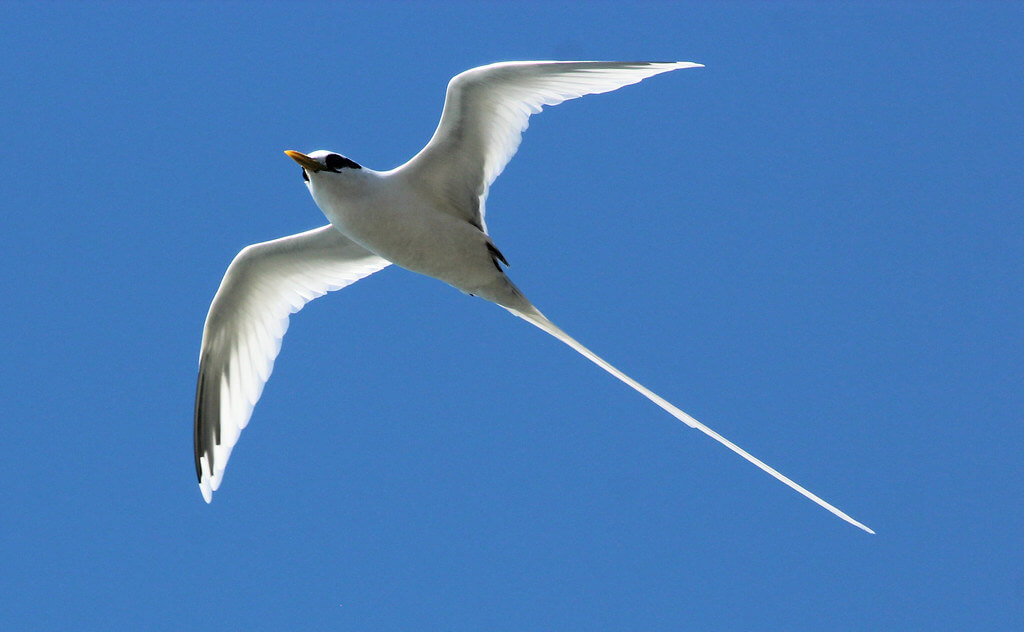 Faetón común en vuelo