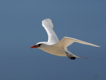 Conoce todo sobre el faetón
