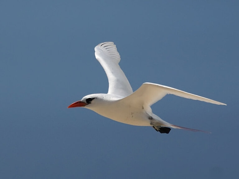 Conoce todo sobre el faetón