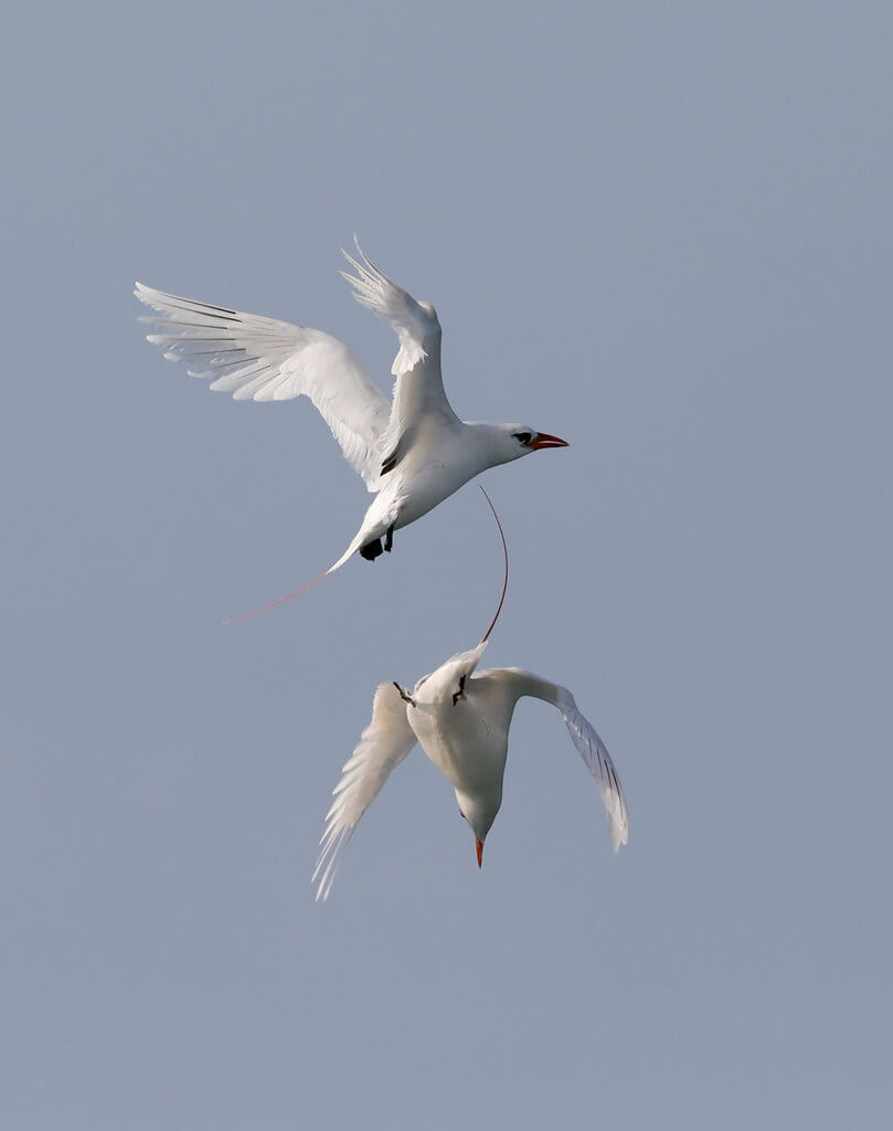 Dos faetones colirrojos durante cortejo (vuelo)