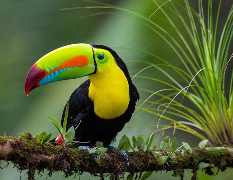 El tucán pico iris: hábitat, características y curiosidades