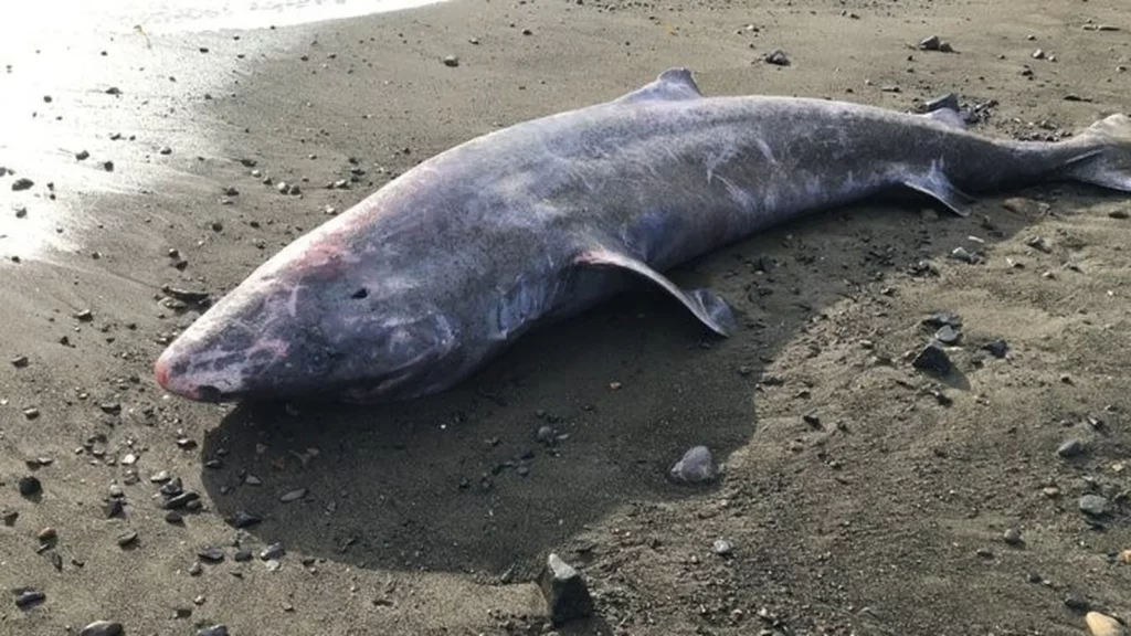 Tiburón de Groenlandia varado en la costa