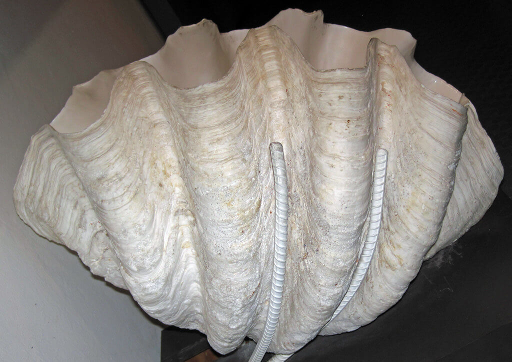 Concha de molusco gigante em vista lateral