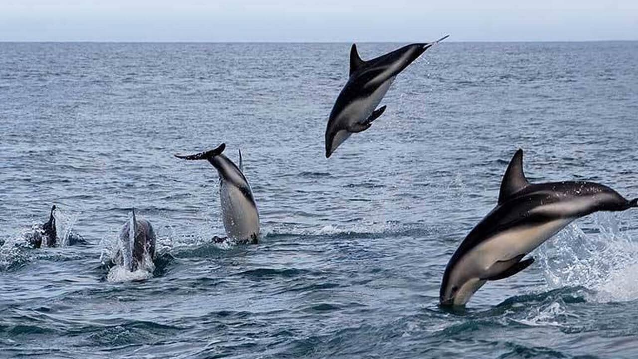 Delfini che saltano in mare.