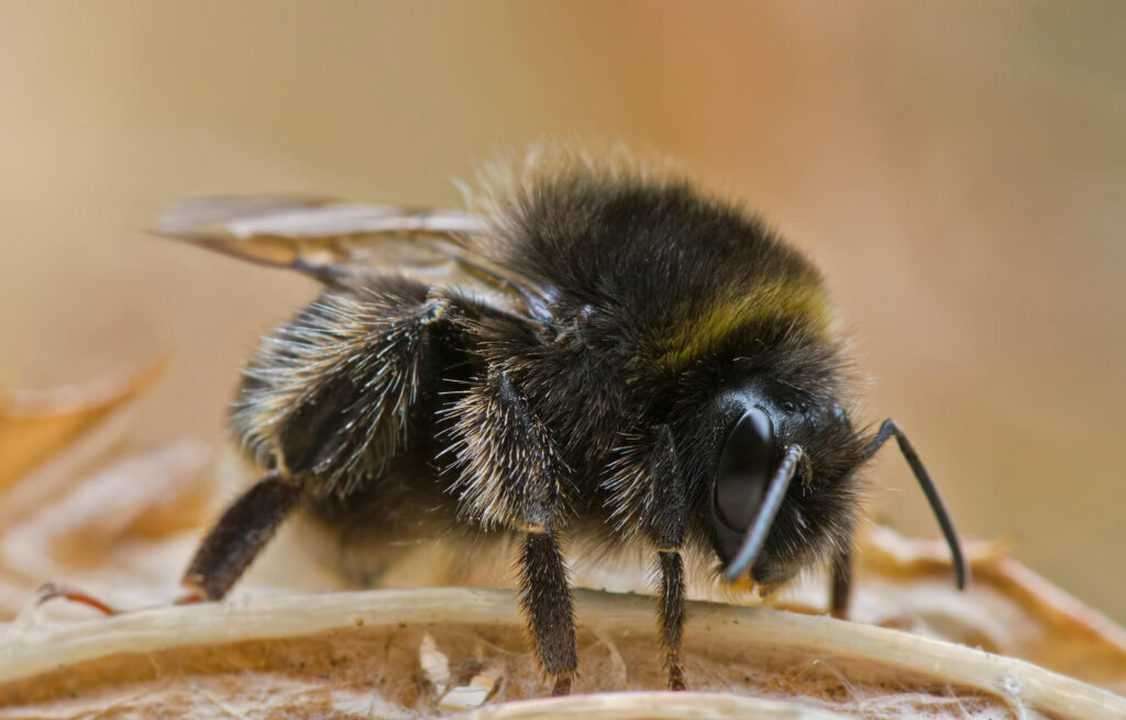 Un bourdon des Canaries.
