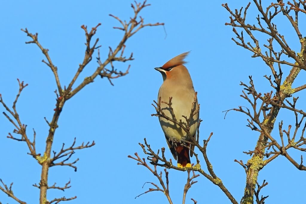 Bohemian waxwing.