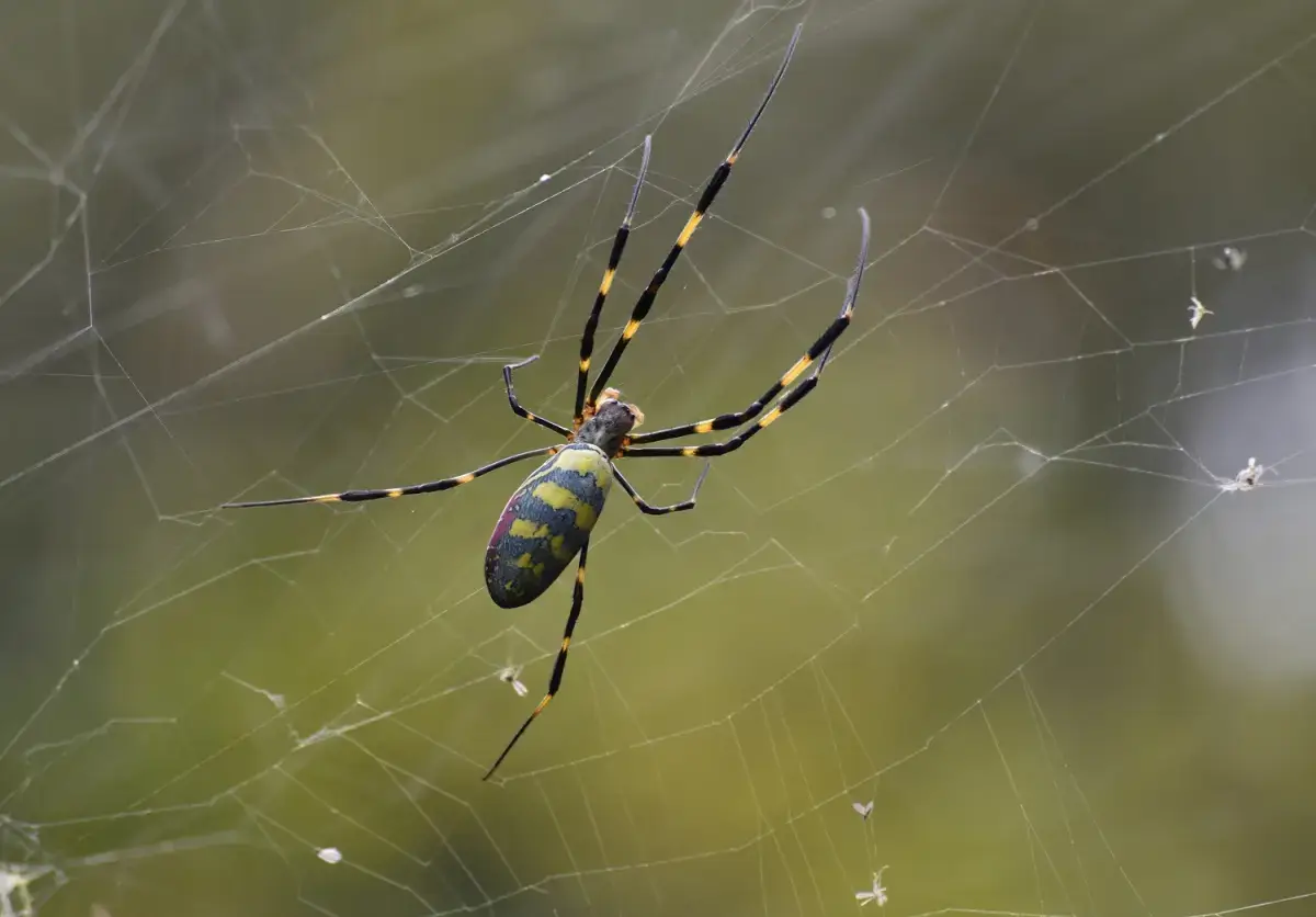 Joro spider web.