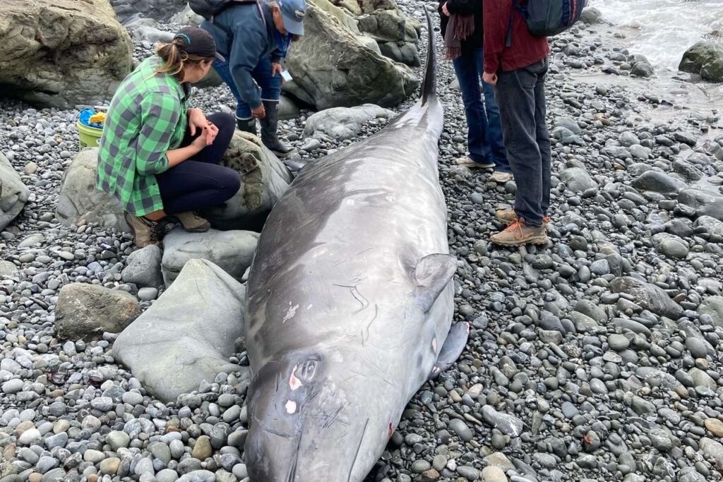 Ballena picuda varada en la costa