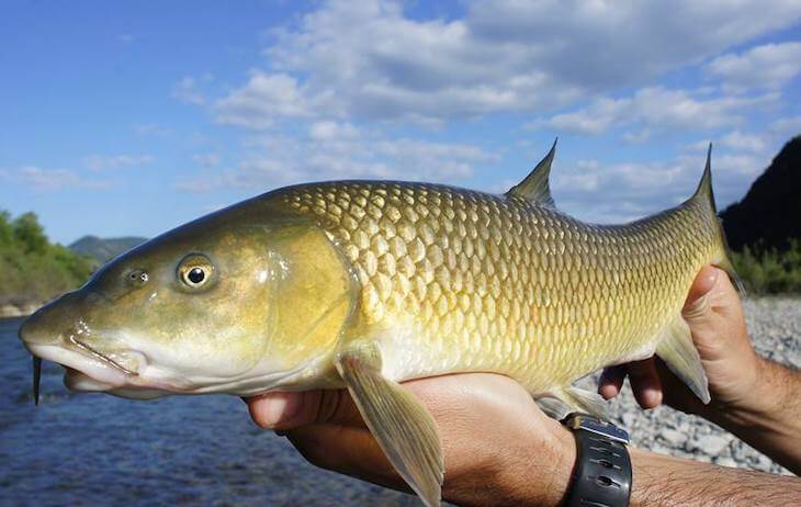 The barbel fish.