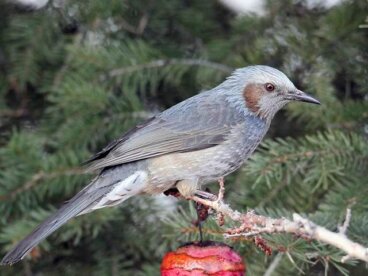 Conoce al bulbul de orejas marrones