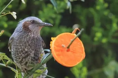Bulbul orejas marrones sobre una rama