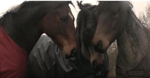 Pasados 4 años, caballo se reunió con su viejo amigo