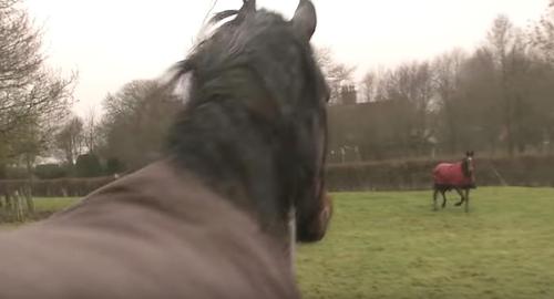 El caballó se reunió con sus amigos y corrió con ellos por el bosque.