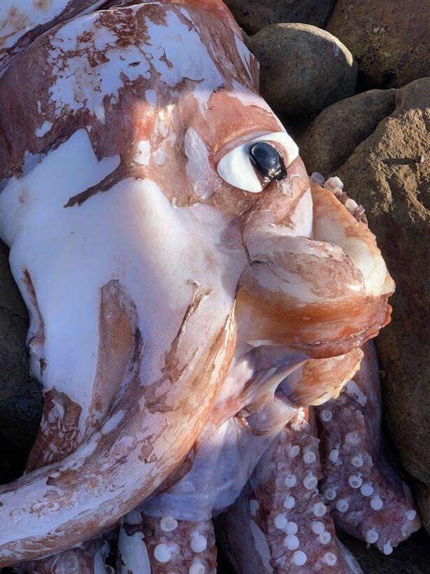 Calamaro gigante dagli occhi grandi