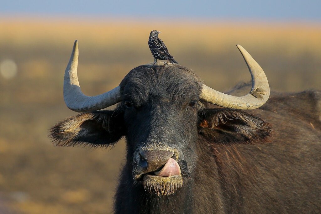 A buffalo.