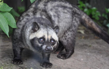 5 curiosidades de la civeta de las palmeras común