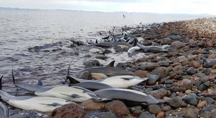 Stranded dolphins.