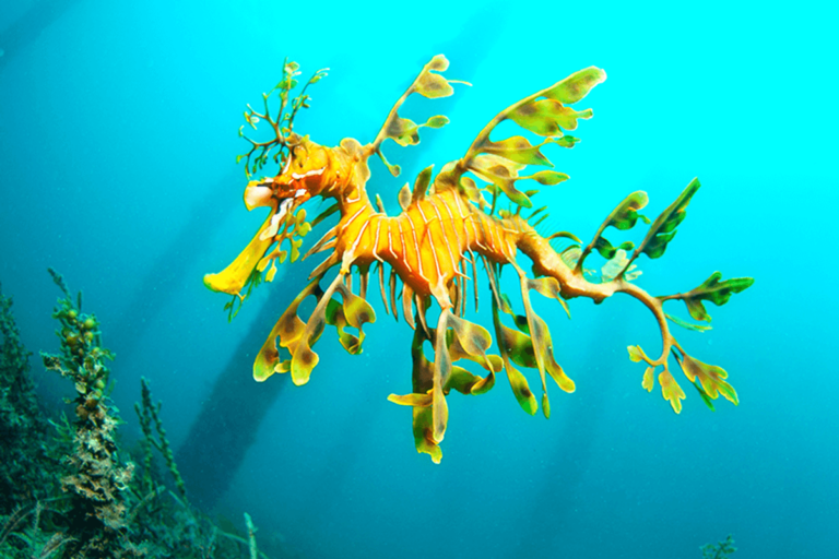 Conoce todo sobre el dragón de mar foliáceo