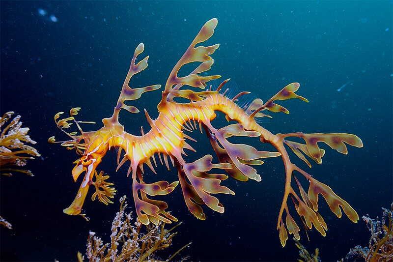 Leafy sea dragon.