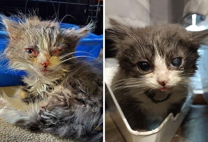 Como podemos verlo en sus fotografías del antes y después, este gatito bebé estaba muy enfermo.