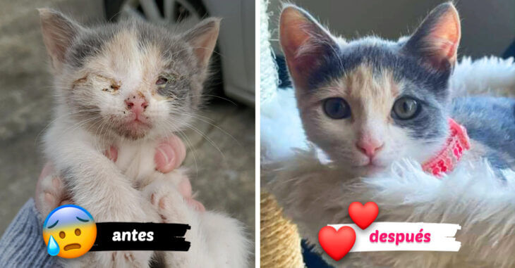 Fotografías del antes y después de gaticos rescatados