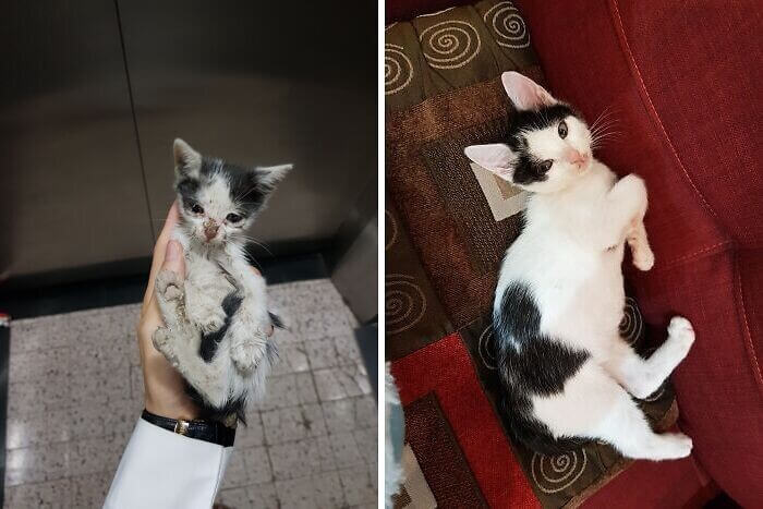 Este gatito bicolor fue encontrado en muy mal estado, siendo solo un bebé.