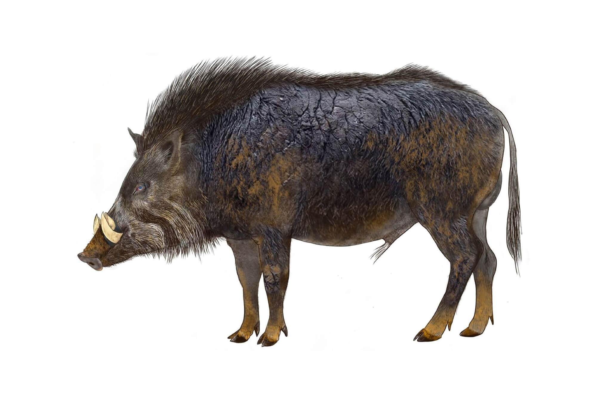 ancestro del cerdo ibérico